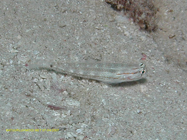 Gnatholepis anjerensis